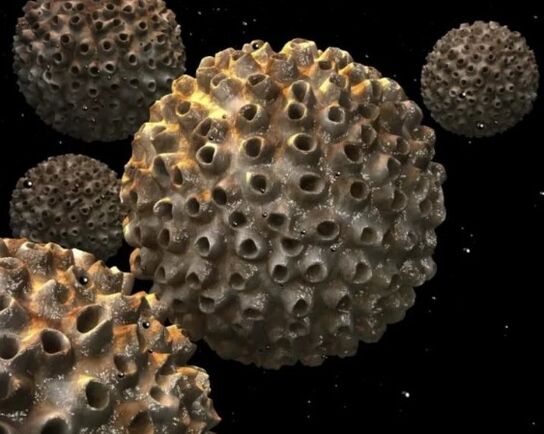 Papillomavirus